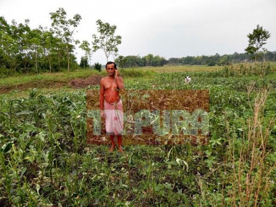 Farmers left reeling after hail storm  caused record-damages the North Tripura's cultivation  
